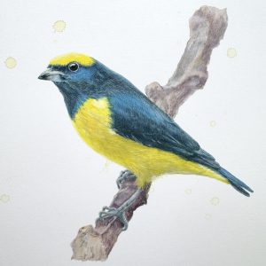 Natural Science Illustration with Ms. Jo